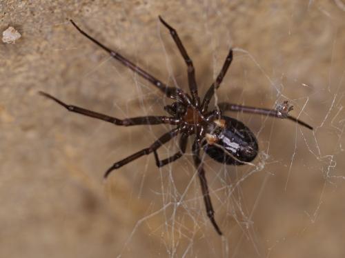 Réf. 351 769 : Steatoda grossa